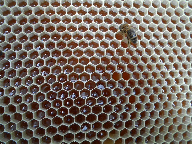 La ruche Charles Martel