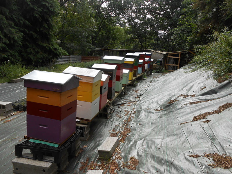 La ruche Charles Martel