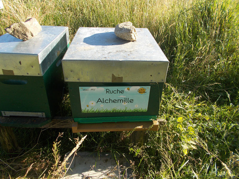 La ruche