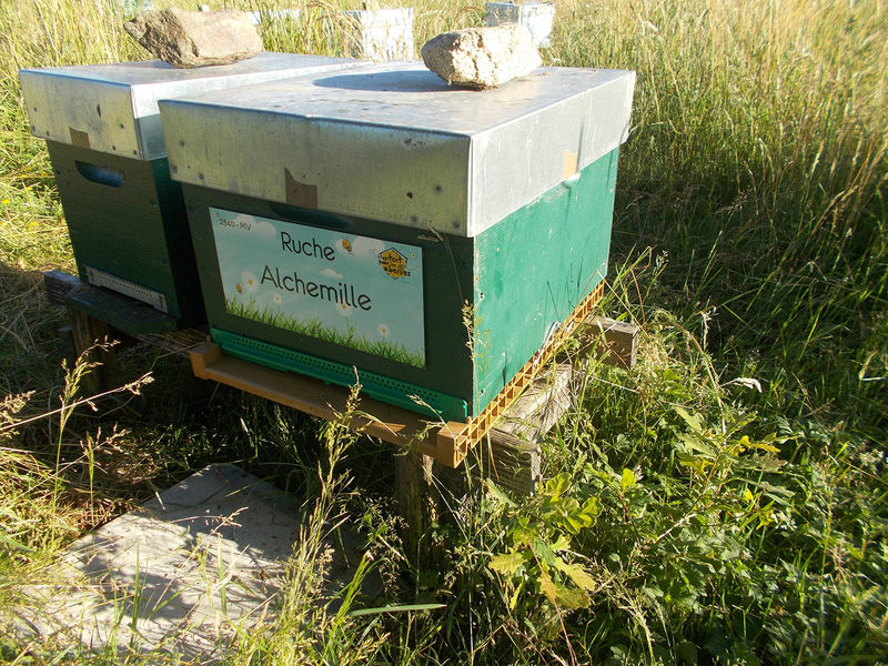 La ruche Alchemille