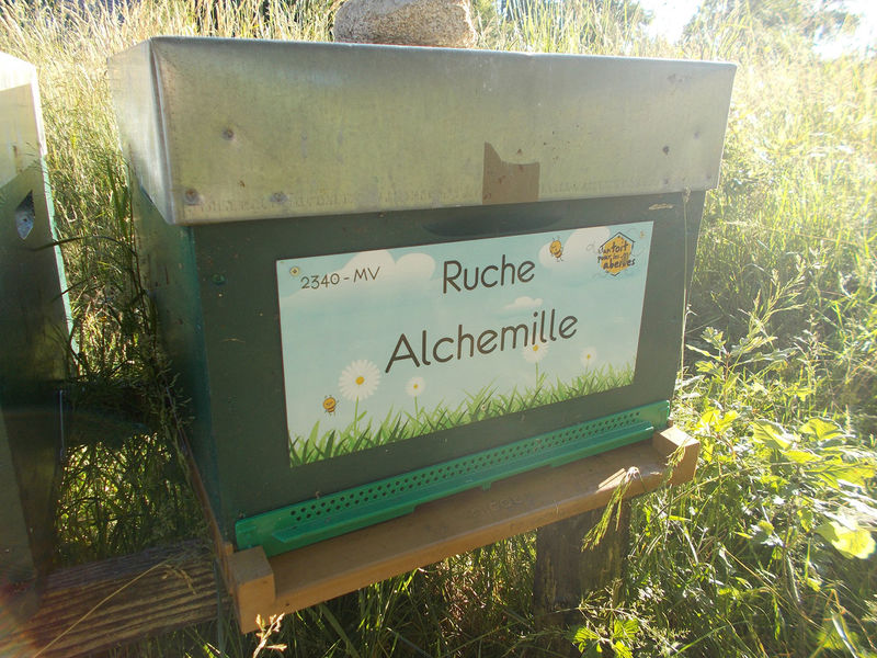 La ruche Alchemille
