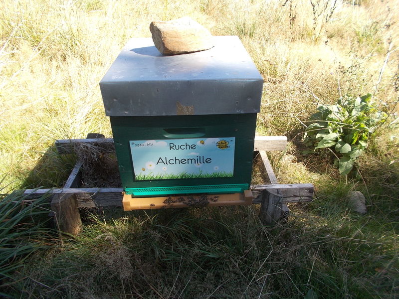 La ruche Alchemille