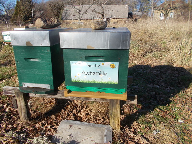La ruche Alchemille