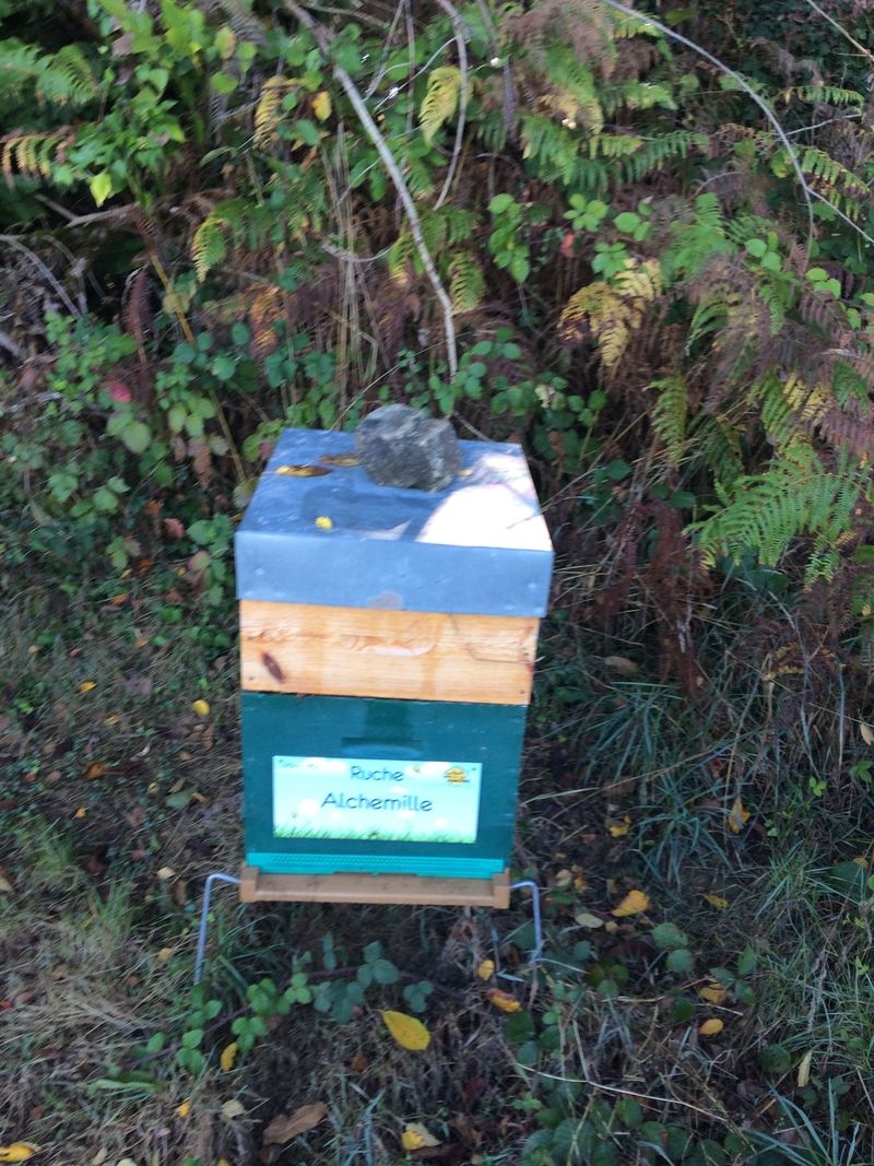 La ruche Alchemille
