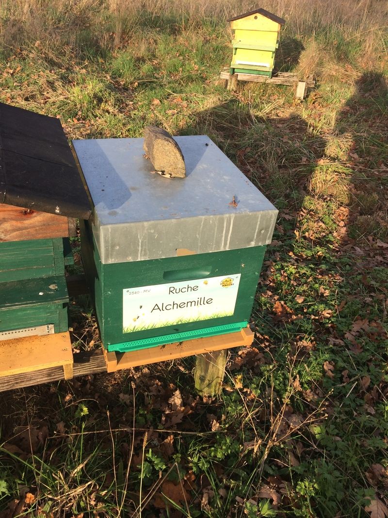 La ruche Alchemille