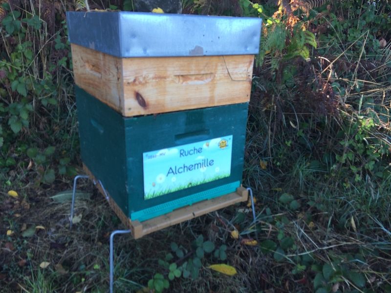 La ruche Alchemille