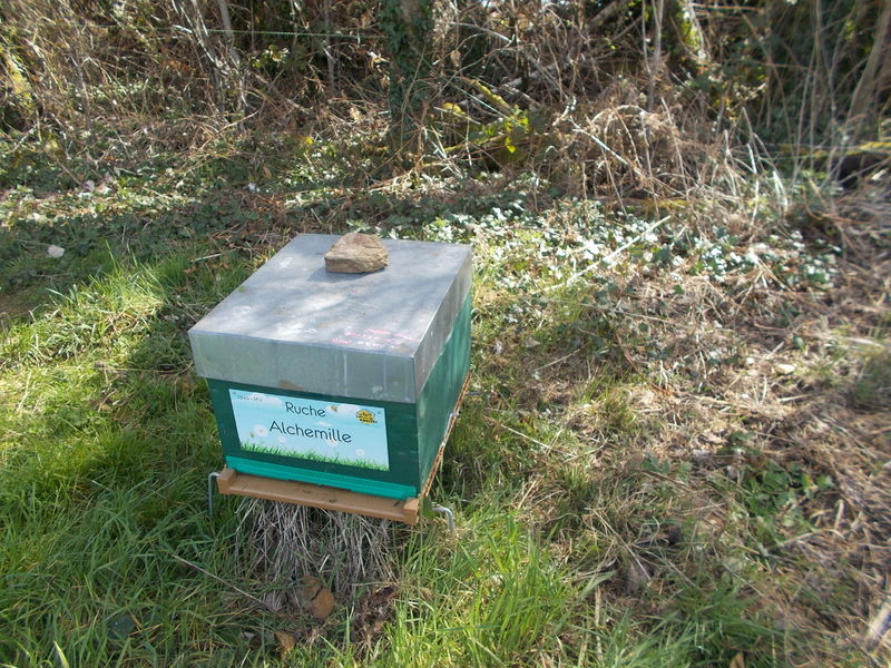 La ruche Alchemille