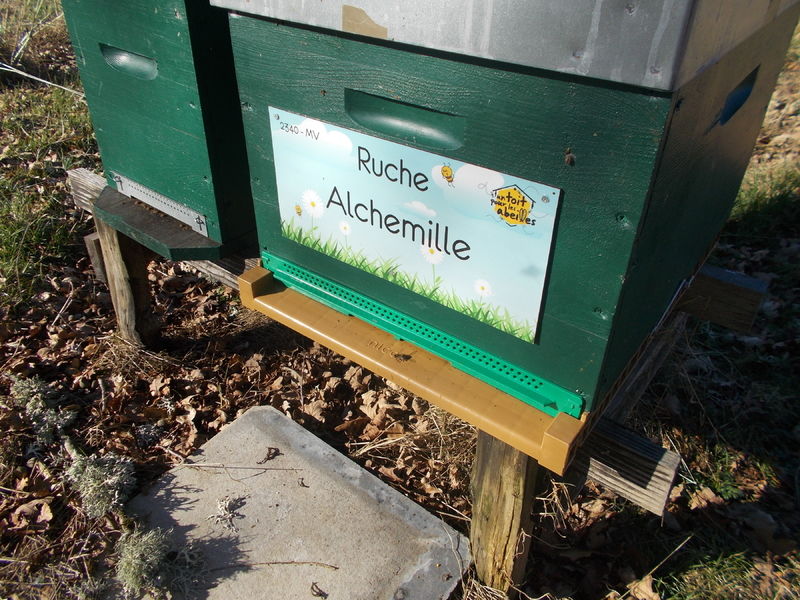 La ruche Alchemille
