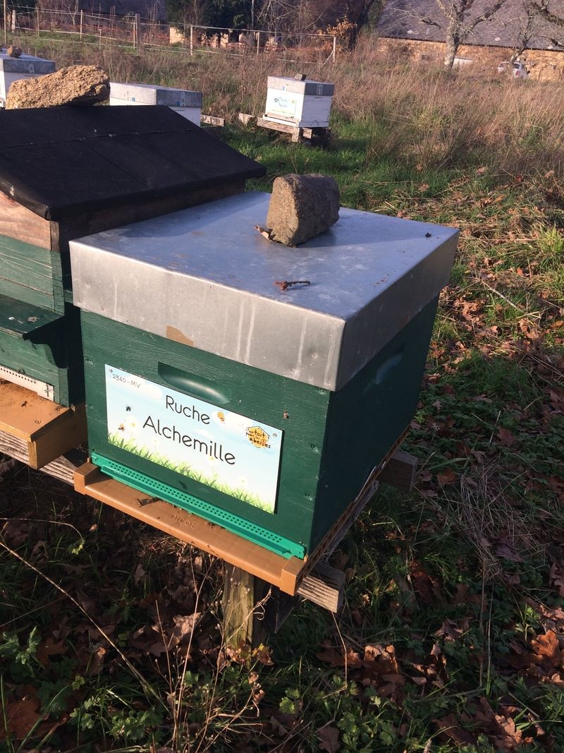 La ruche Alchemille