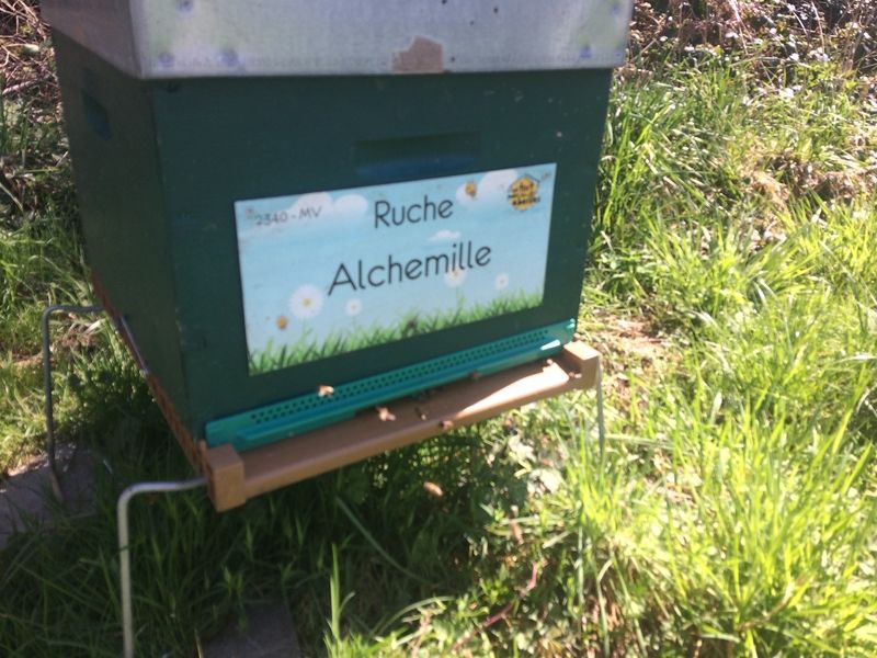 La ruche Alchemille