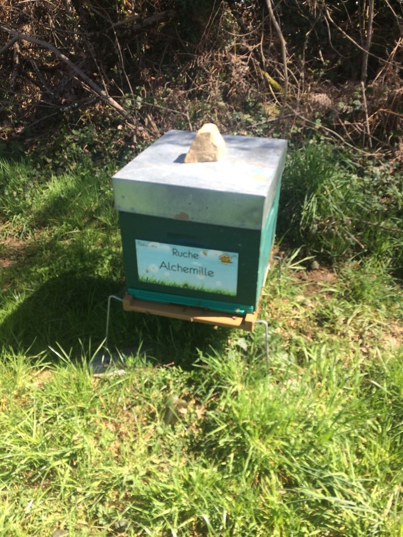 La ruche Alchemille