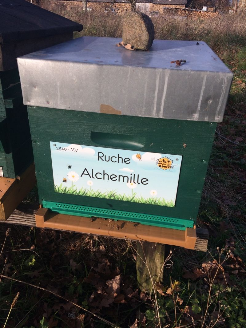 La ruche Alchemille