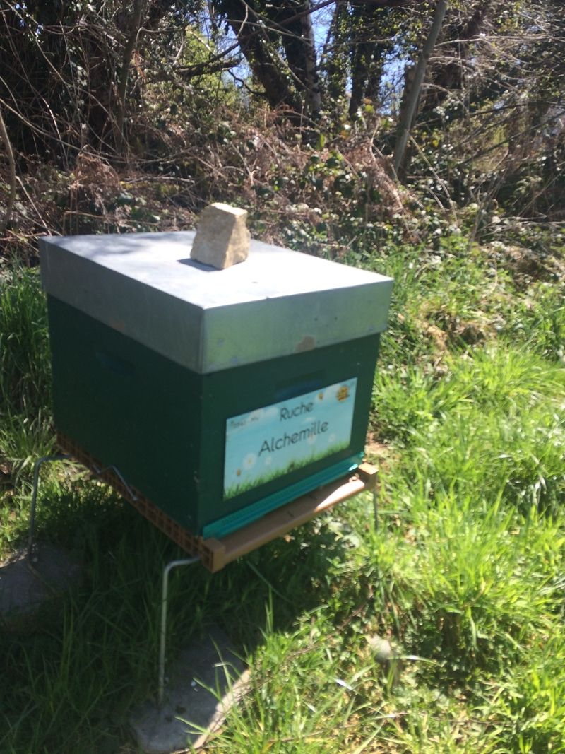 La ruche Alchemille