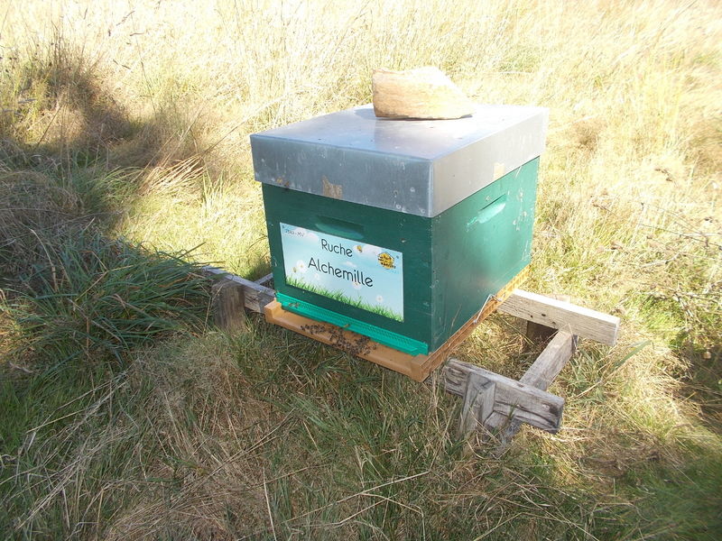 La ruche Alchemille
