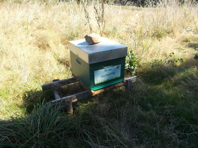 La ruche Alchemille