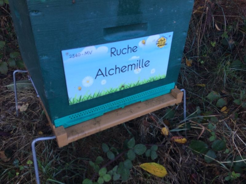 La ruche Alchemille