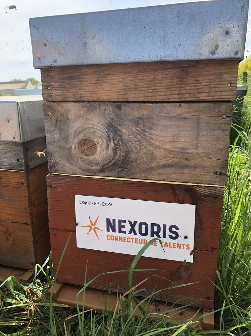 La ruche Nexoris