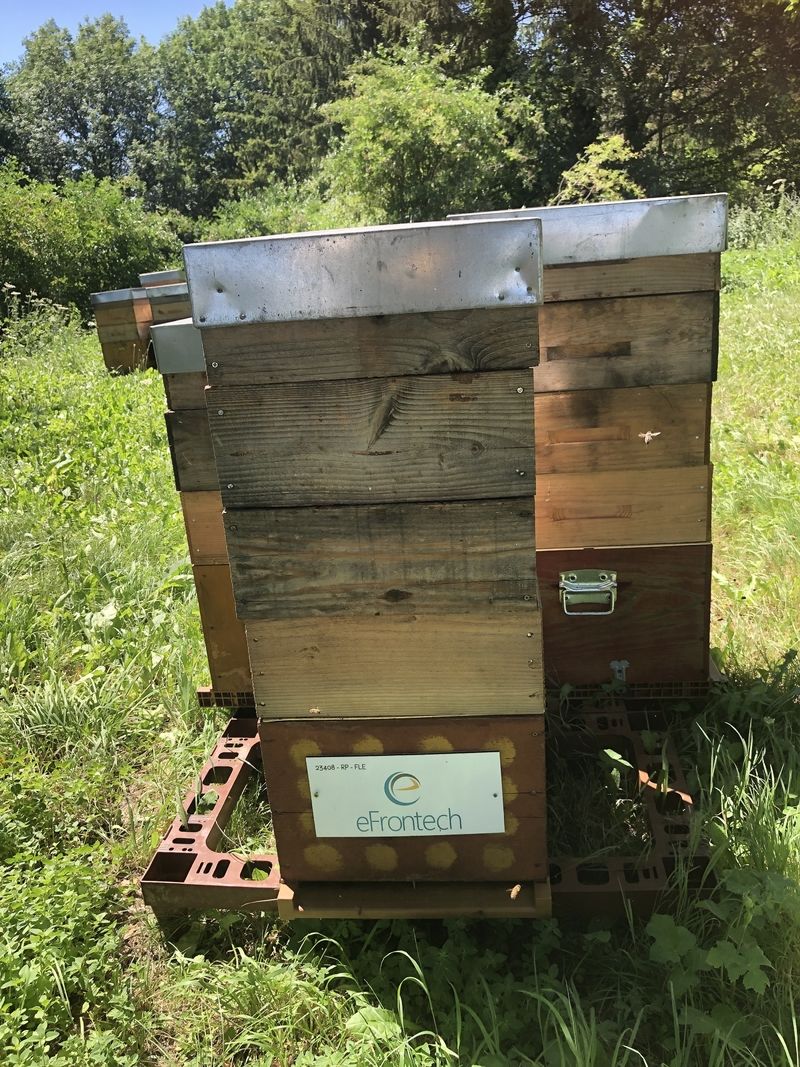 La ruche Efrontech