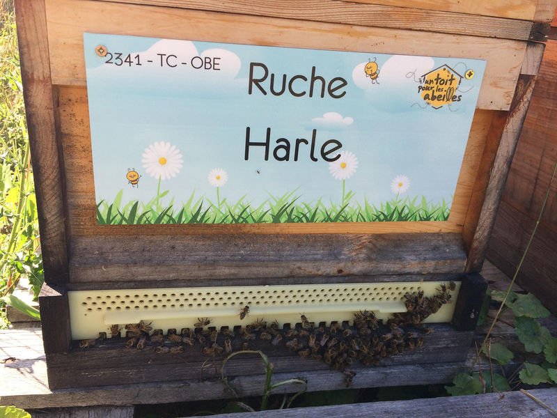 La ruche