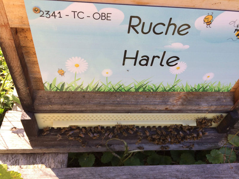 La ruche Harle