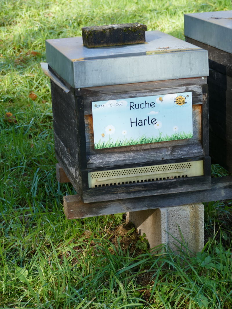 La ruche Harle
