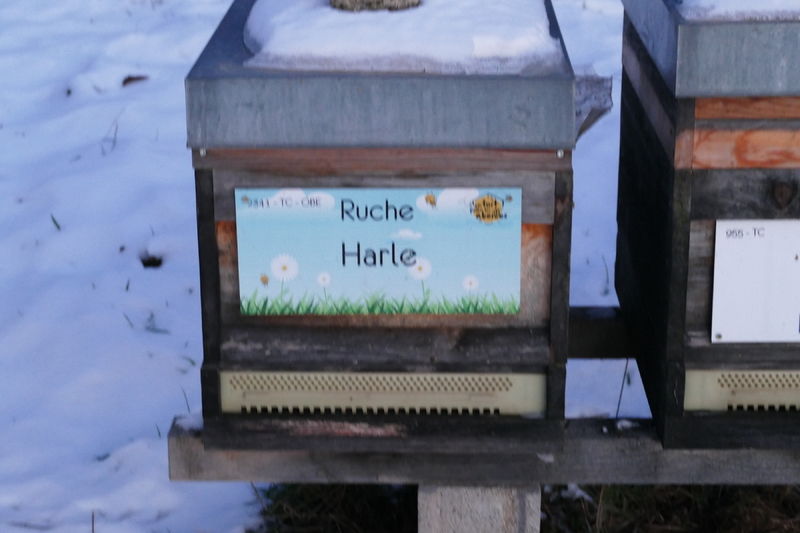 La ruche Harle