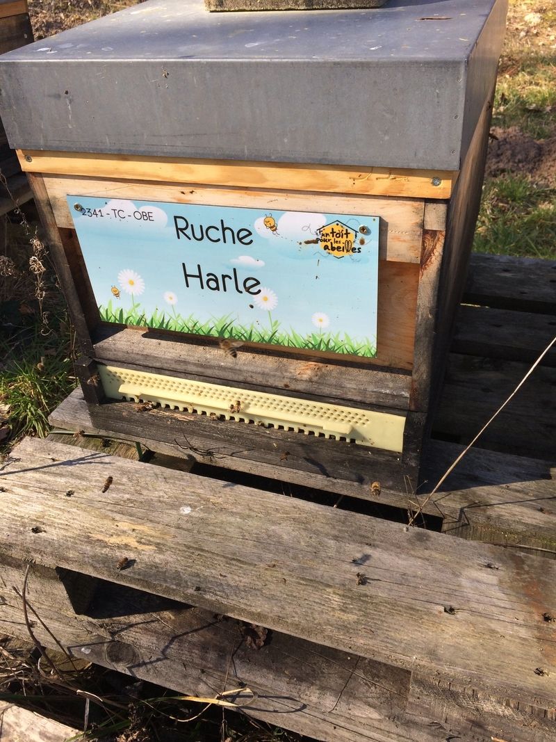 La ruche Harle