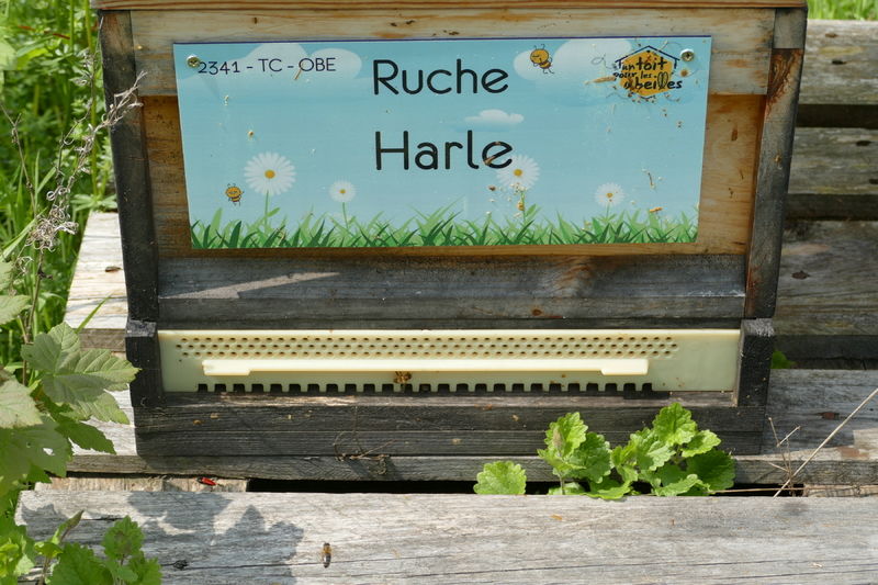 La ruche Harle