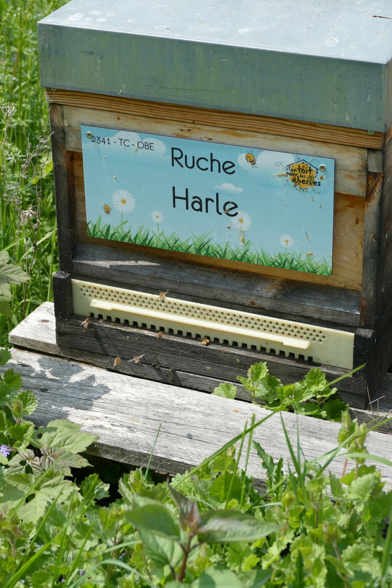 La ruche Harle