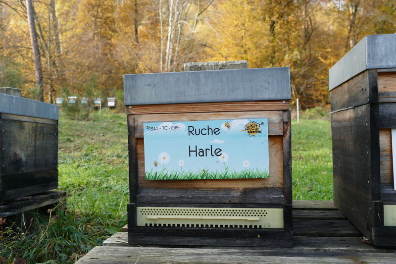 La ruche Harle