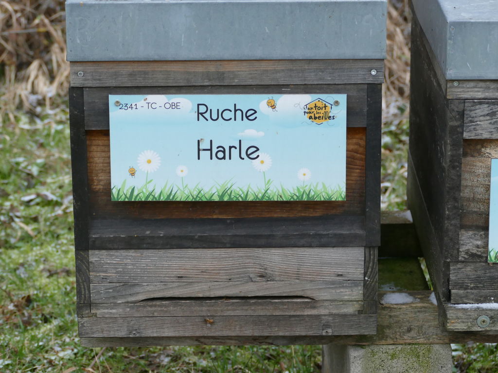La ruche Harle