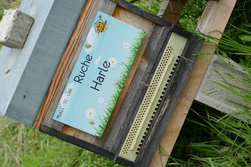 La ruche Harle