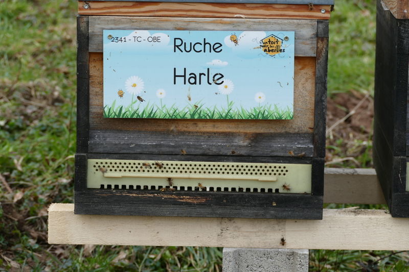 La ruche Harle