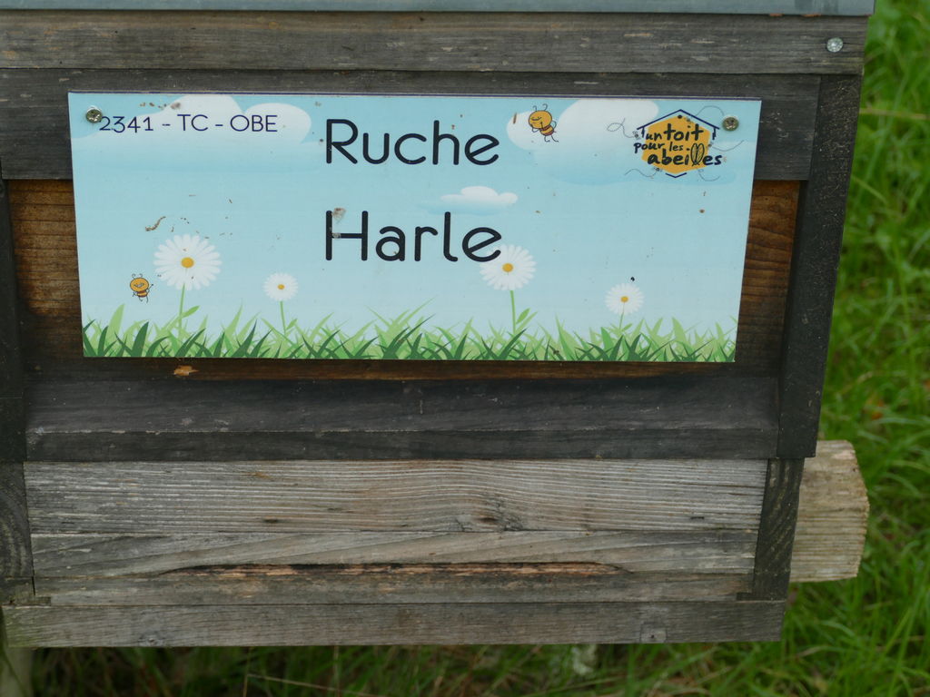 La ruche Harle