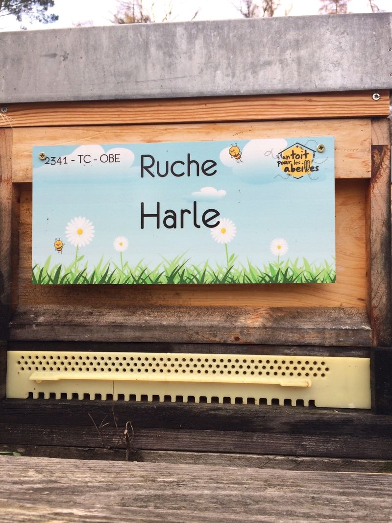 La ruche Harle
