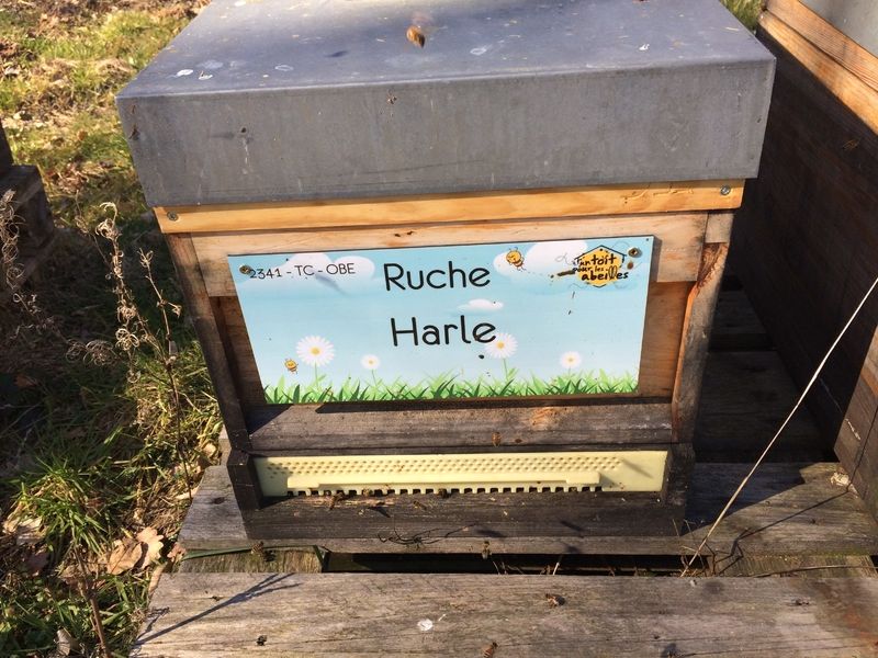 La ruche Harle