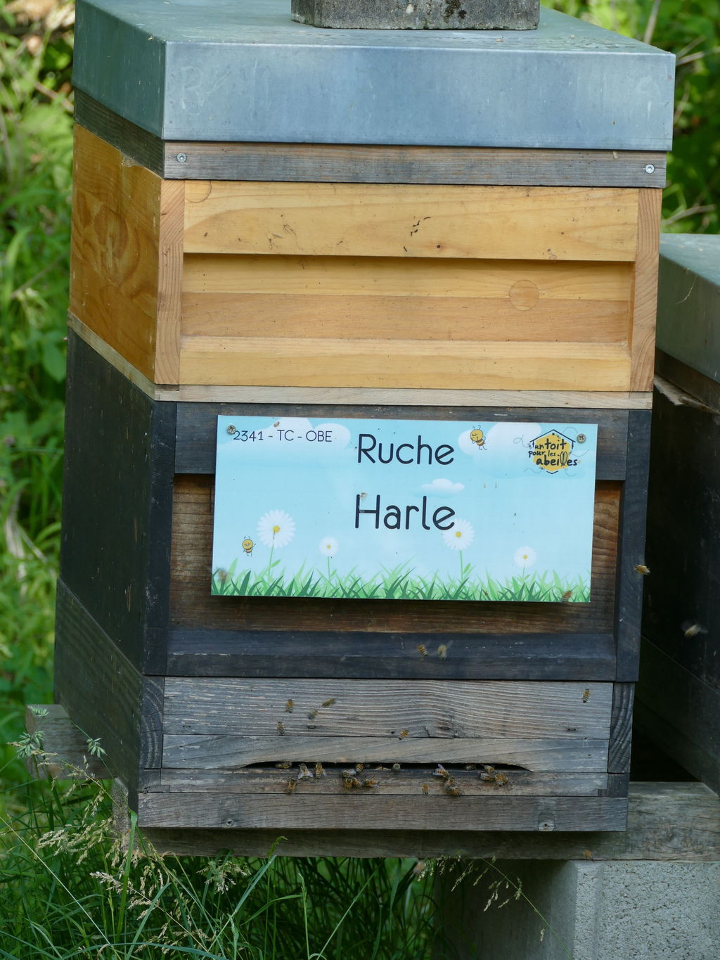 La ruche Harle