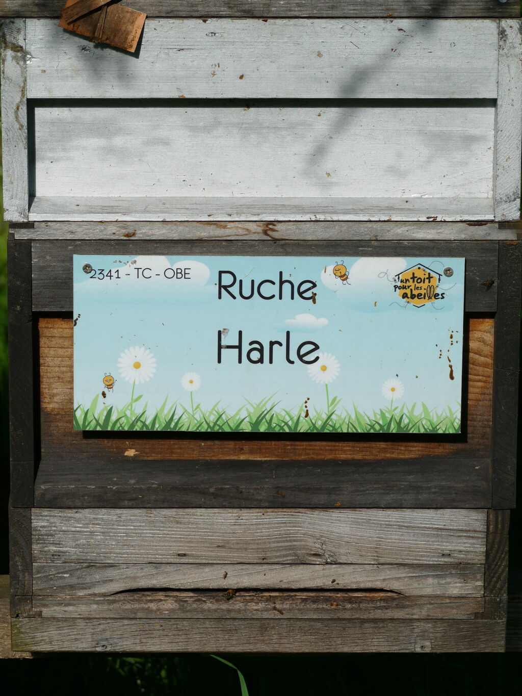 La ruche Harle