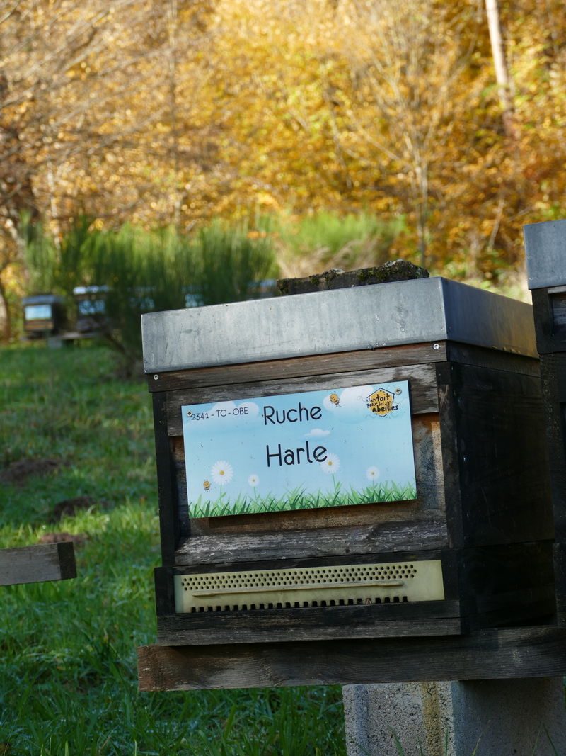 La ruche Harle