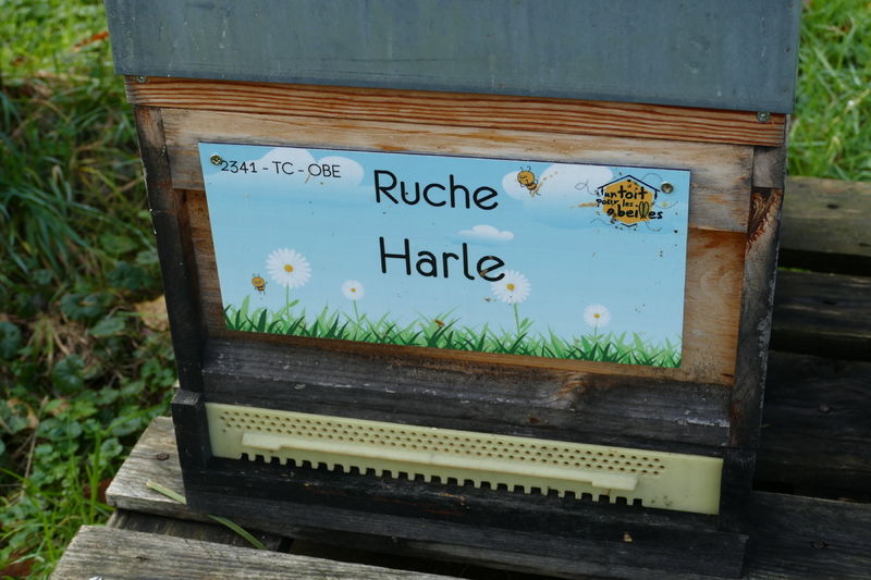La ruche Harle
