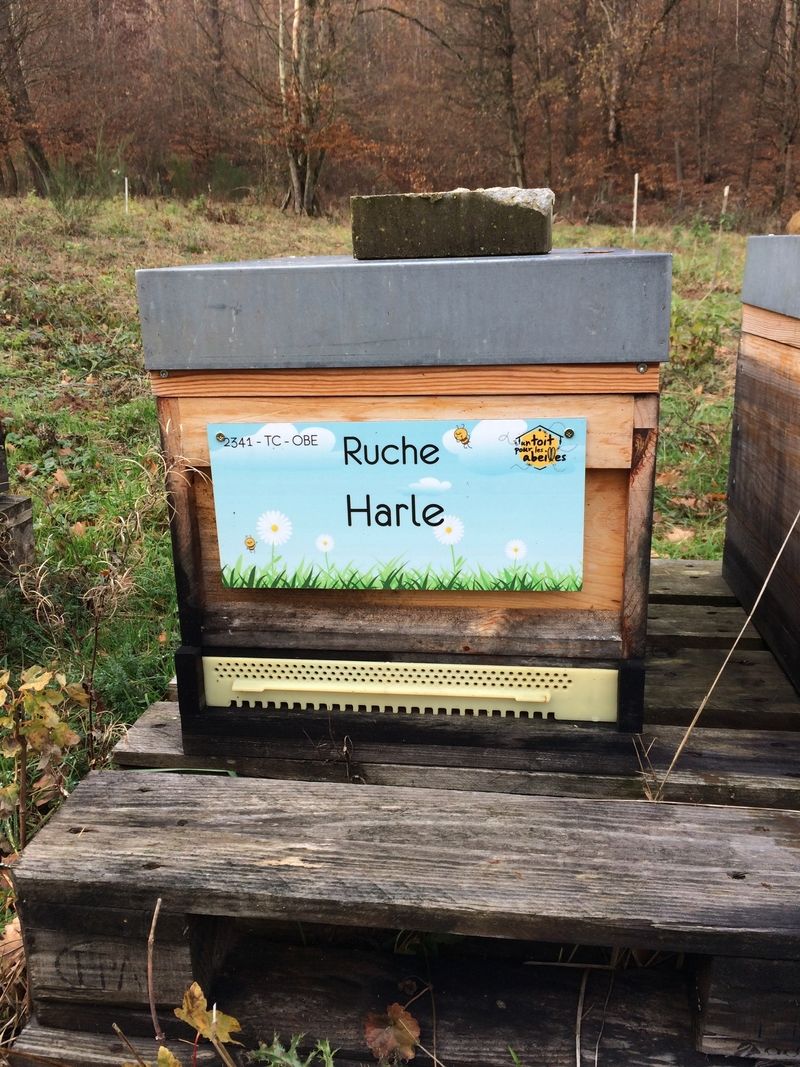 La ruche Harle