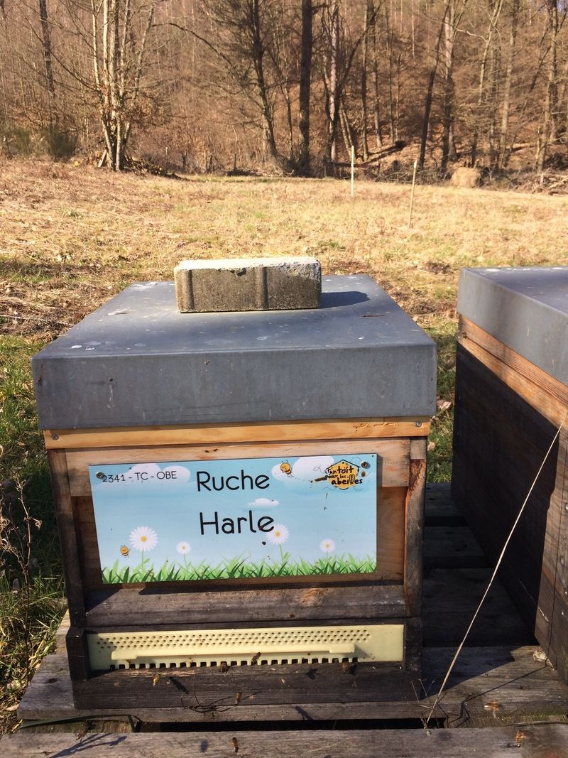 La ruche Harle
