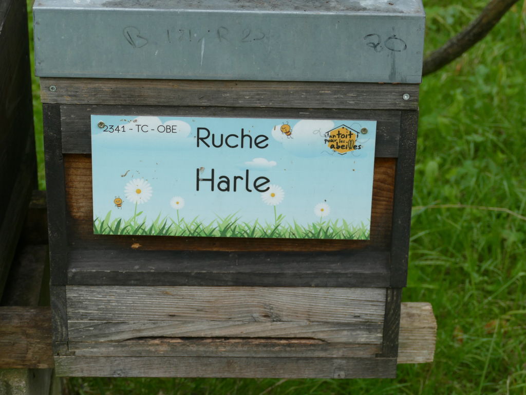 La ruche Harle