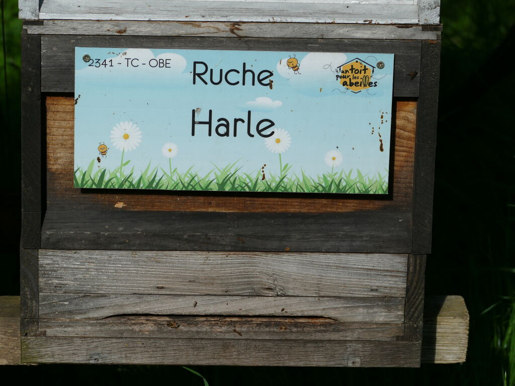 La ruche Harle