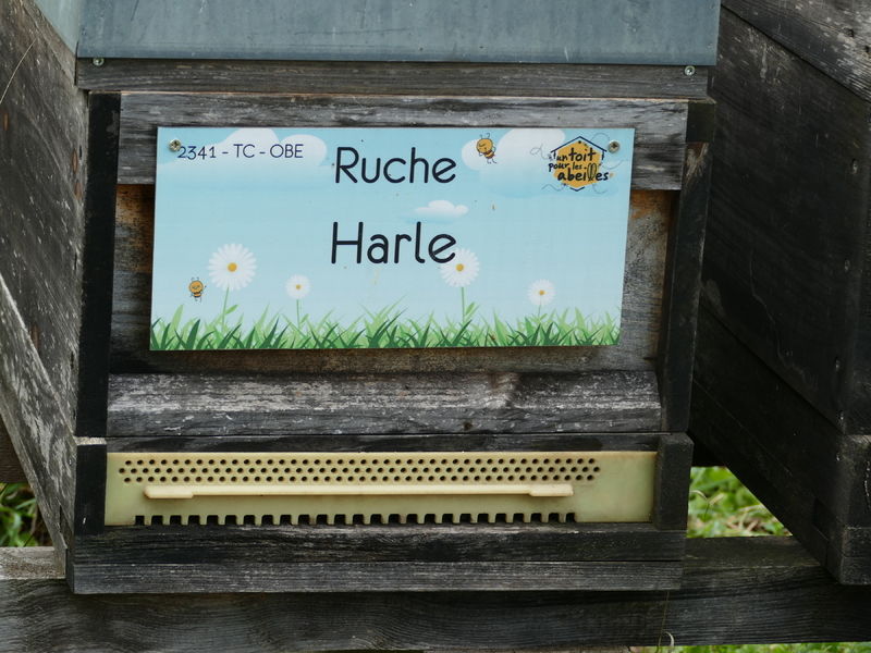 La ruche Harle