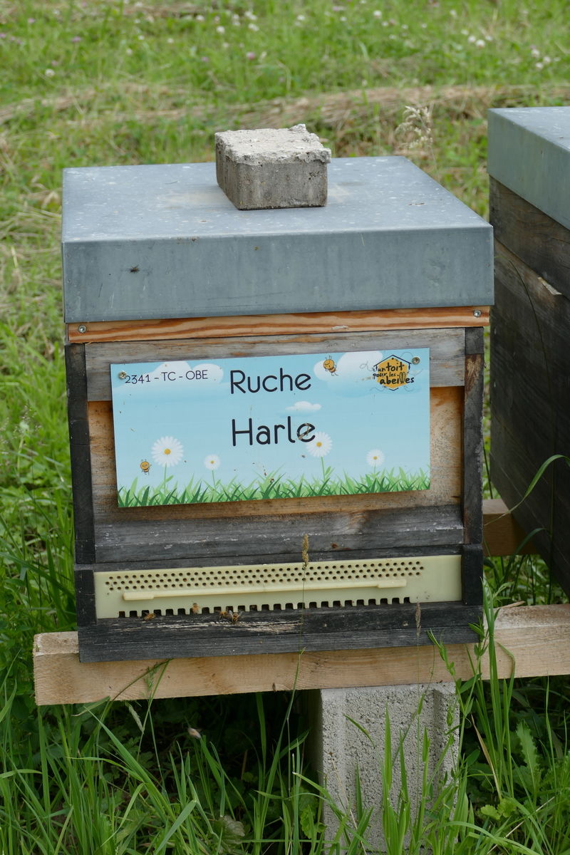 La ruche Harle