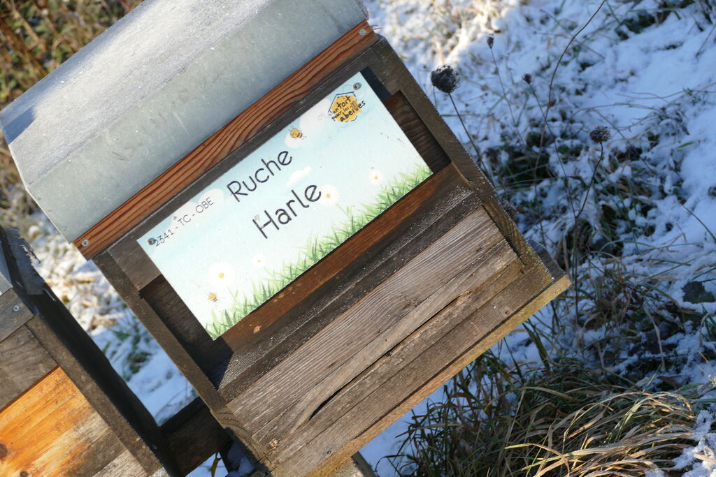La ruche Harle