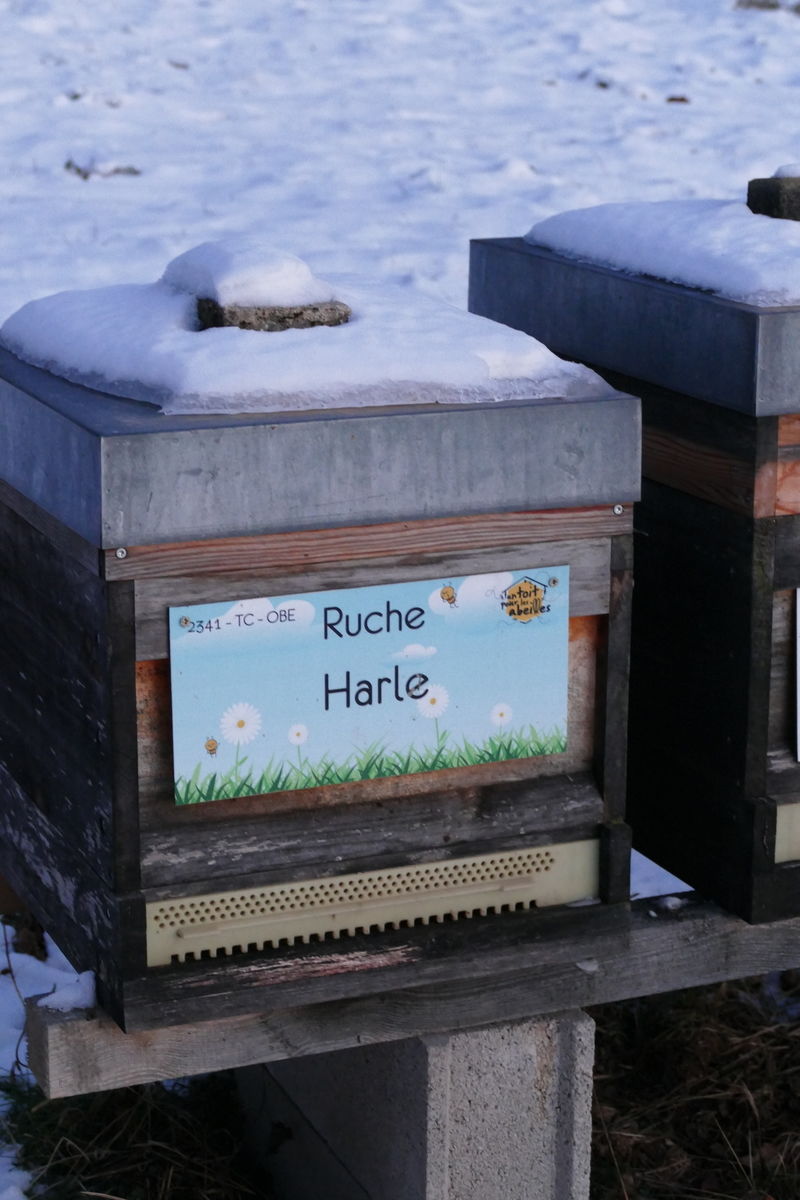 La ruche Harle
