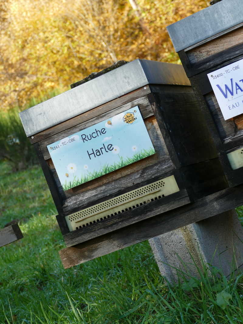 La ruche Harle