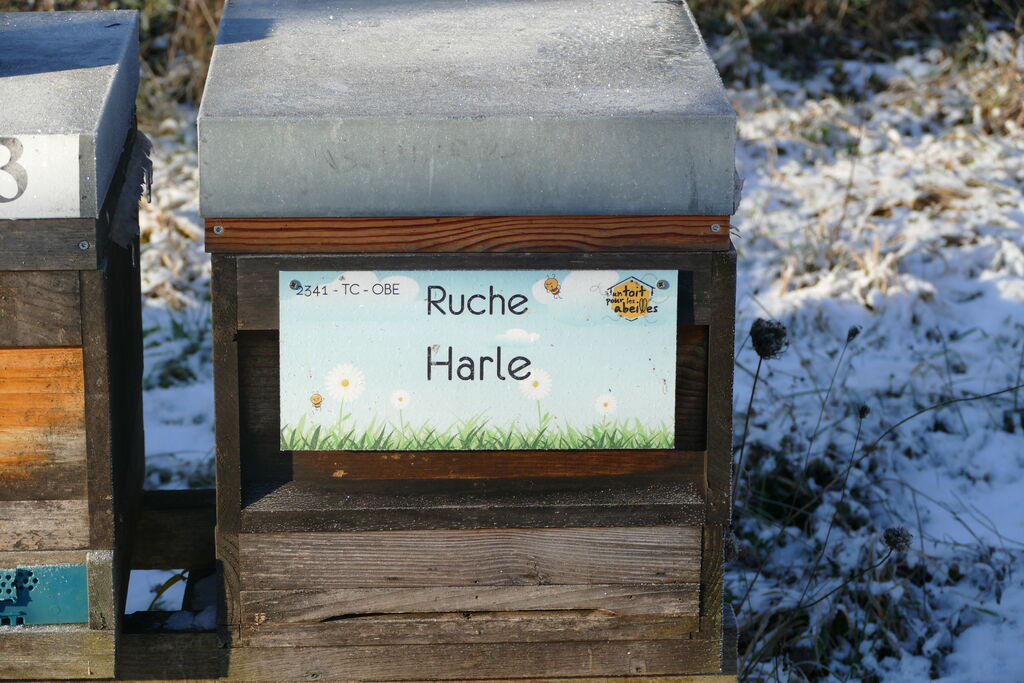 La ruche Harle